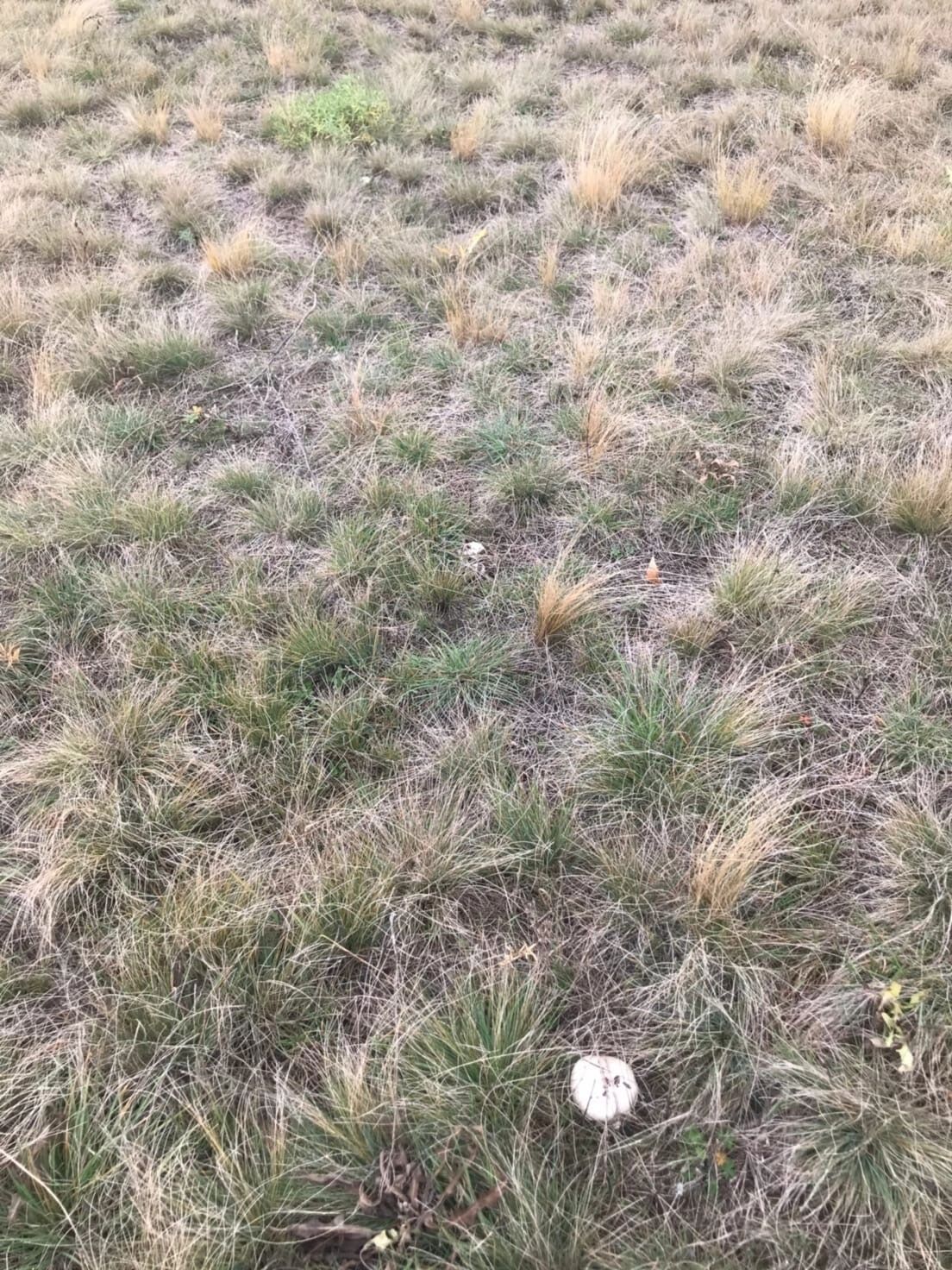 Шампиньоны в Оренбуржье