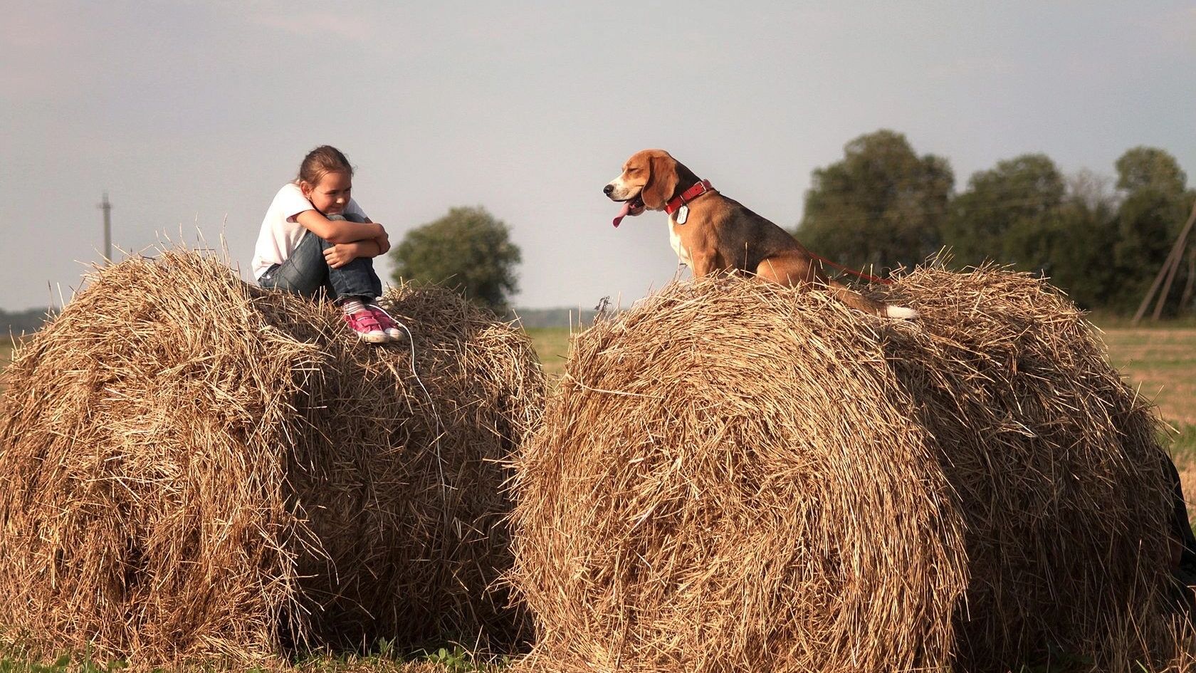 Собачьи законы. Как дело «писающего пса» раскололо москвичей на два лагеря