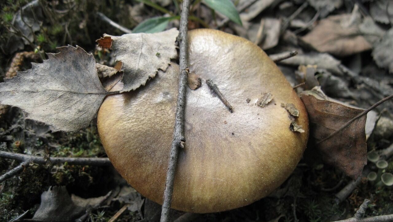 Где в Нижегородской области растут грибы