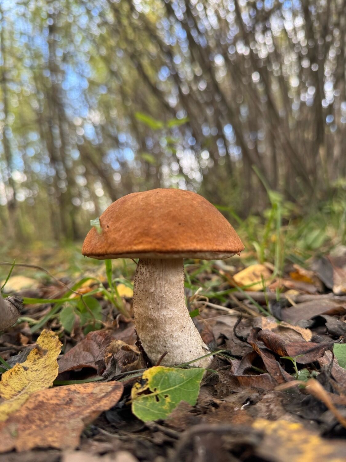 Да и по вкусу - практически ничем не хуже