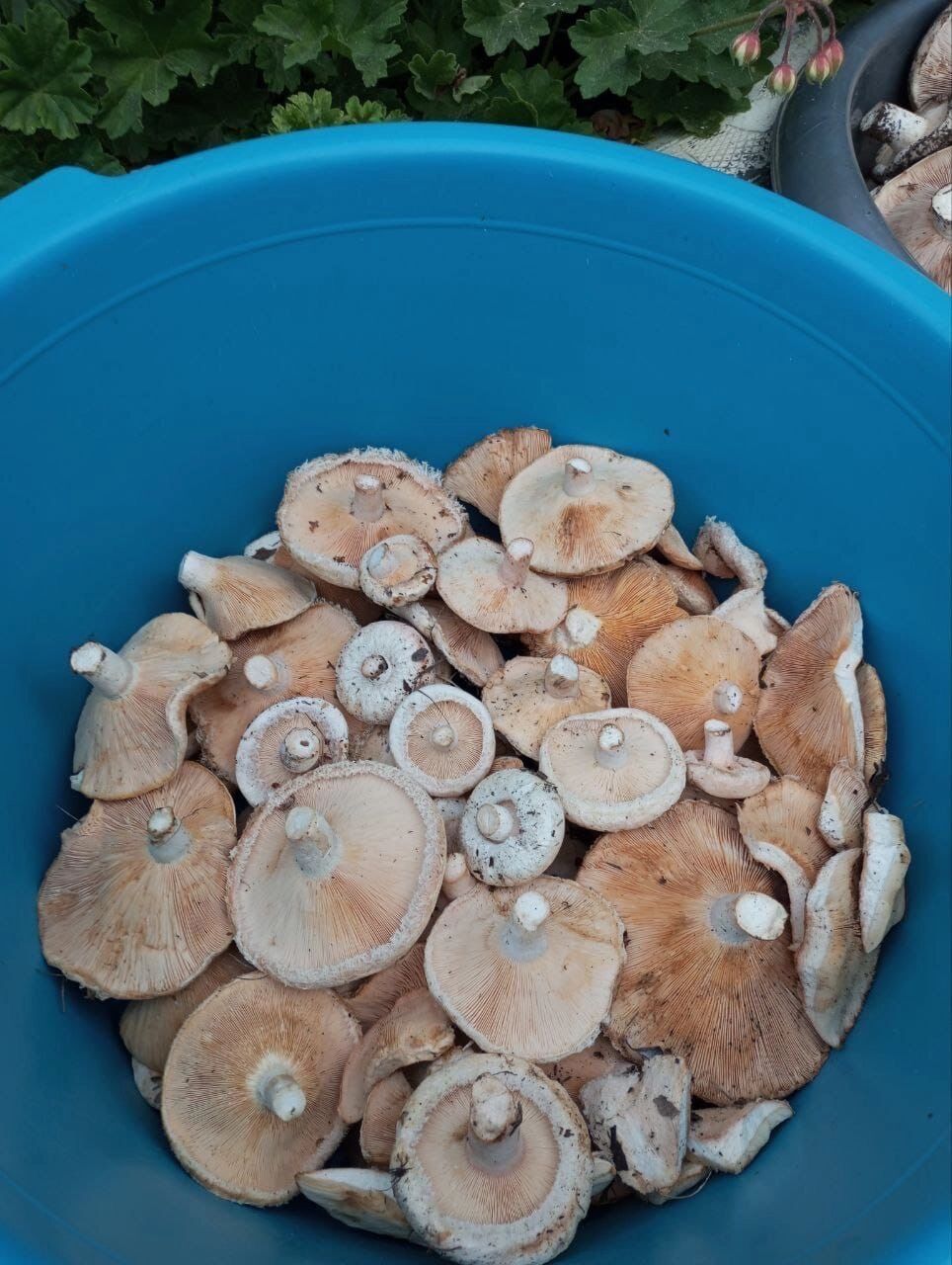 Грибной улов в Оренбуржье