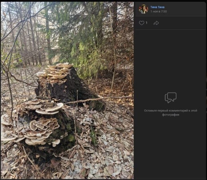 В лесах встречаются целые колонии грибов, но нужно выбирать внимательно: некоторые из них уже "подмерзли"