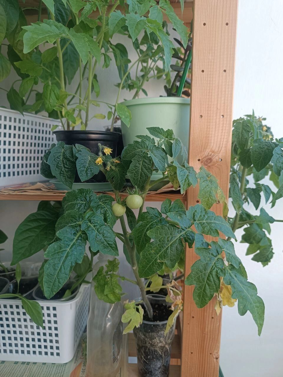 Моя рассада в мае 2025 года