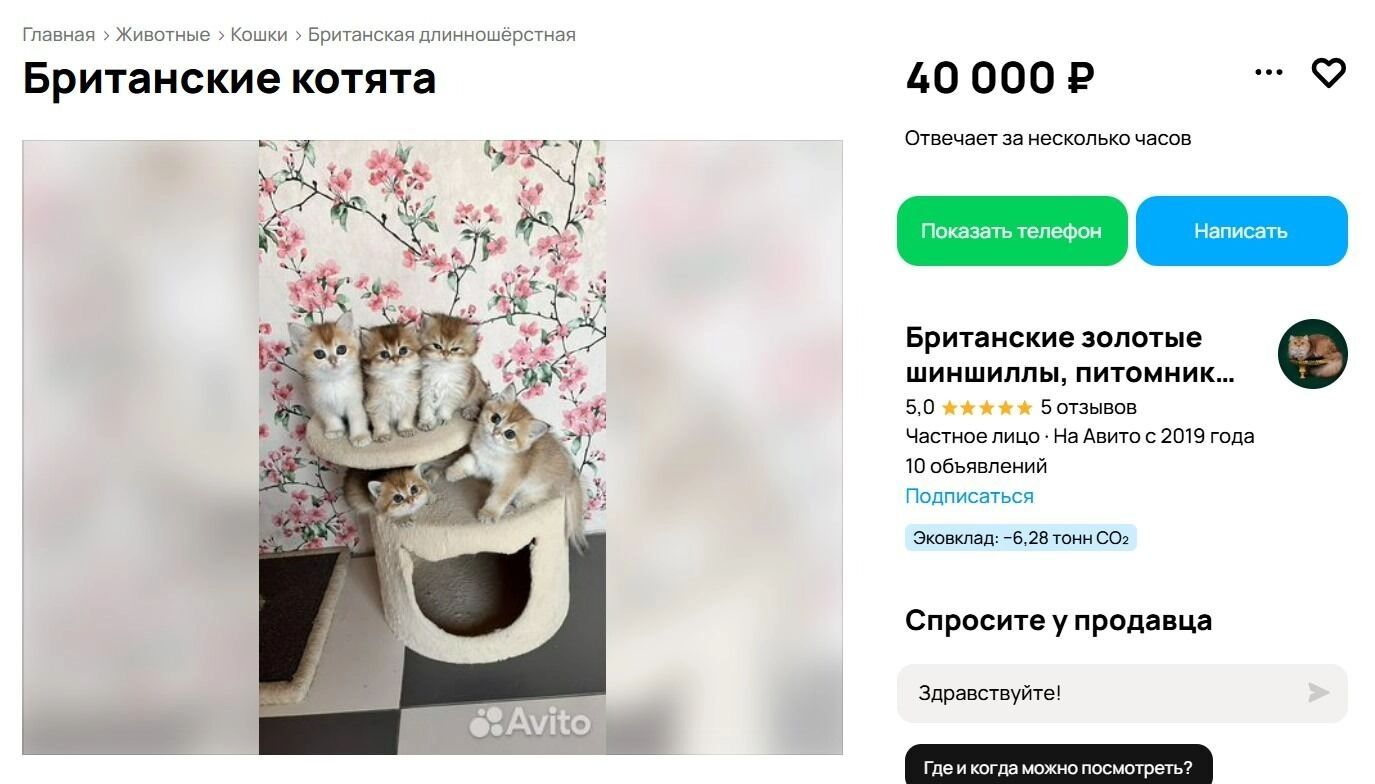 Золотые шиншиллы за 40 тысяч рублей