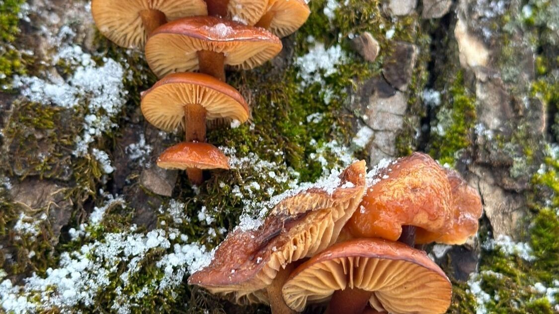 Зимние опята в Нижегородской области (январь 2025 года)
