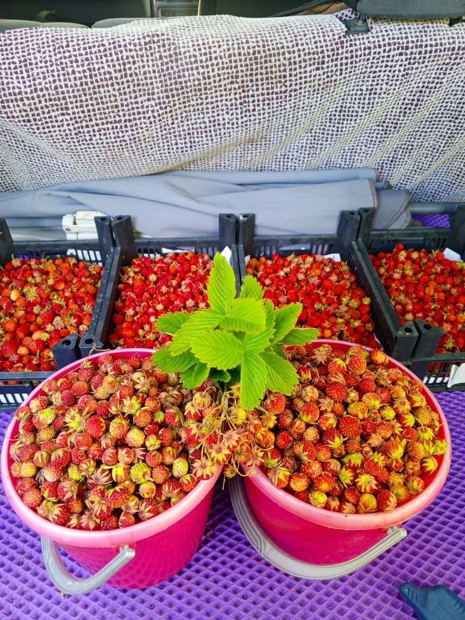 Полевая клубника