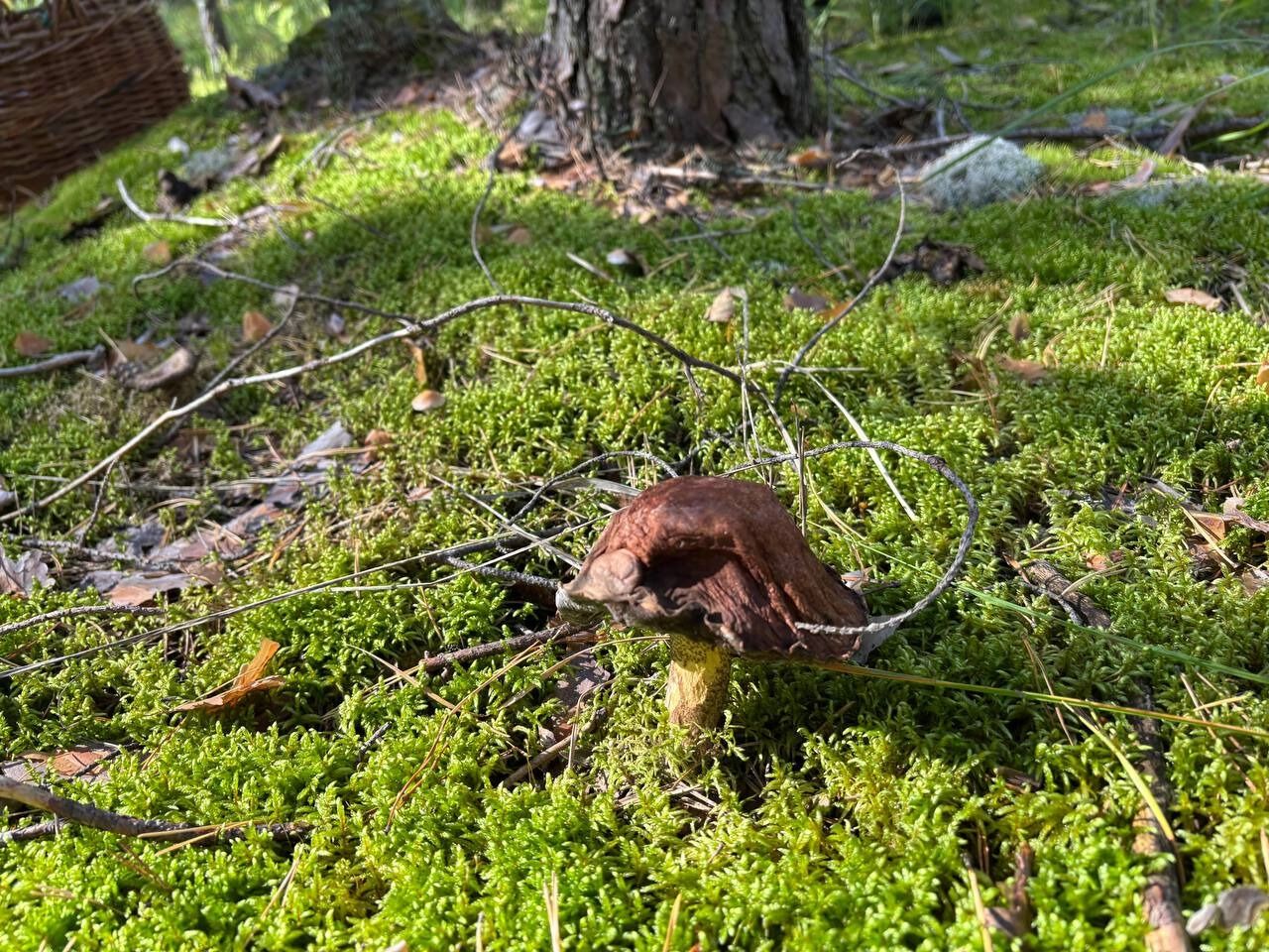 В лесу много червивых и гнилых грибов