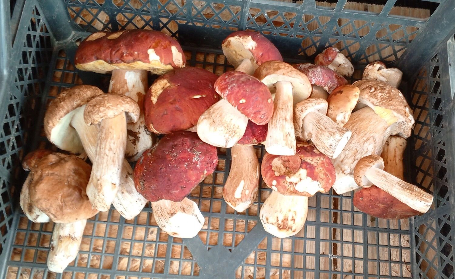 Белые грибы в Нижнем Новгороде стоят дороже 1000 рублей/кг