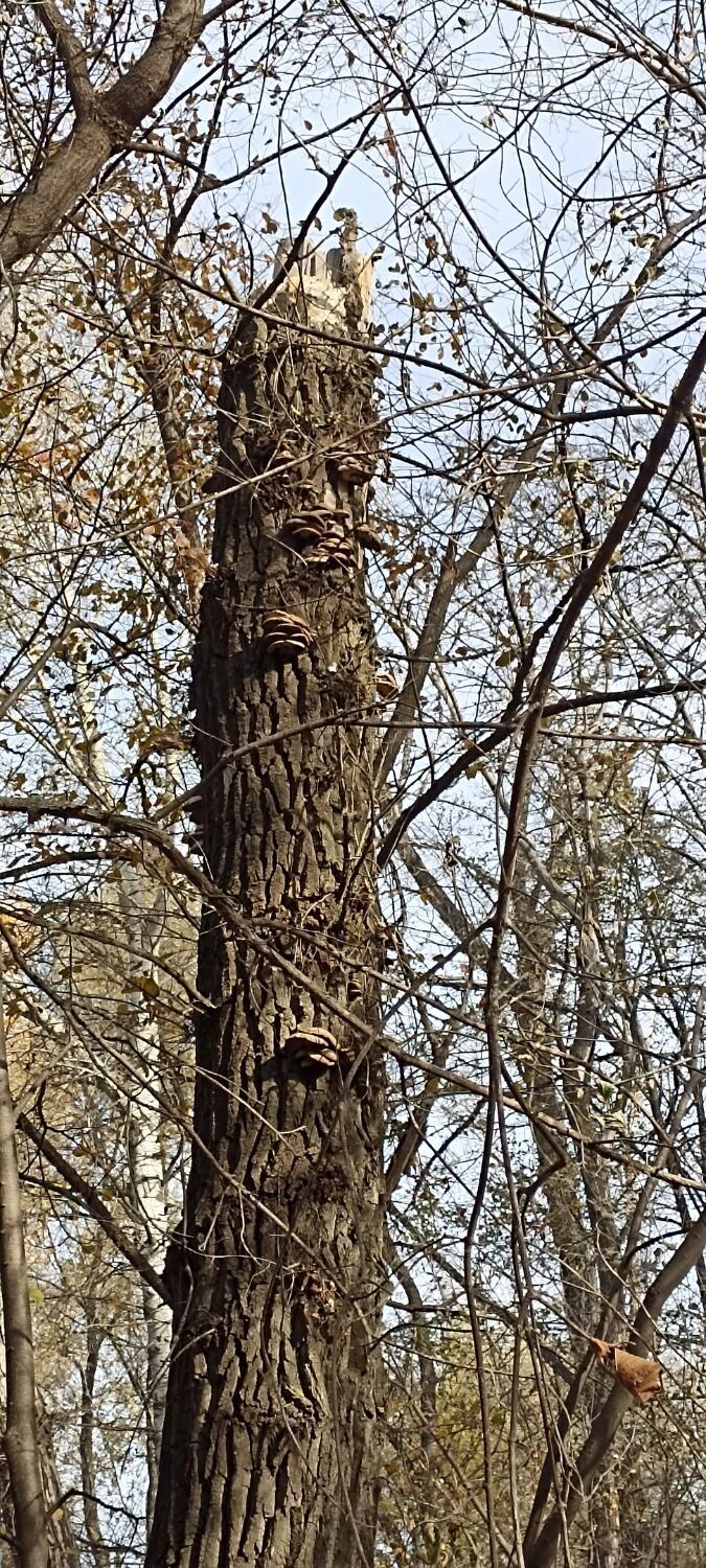 Что находят в лесах Оренбуржья грибники