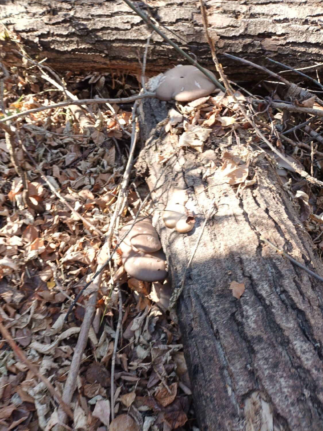 В Оренбургском районе собирают вешенки