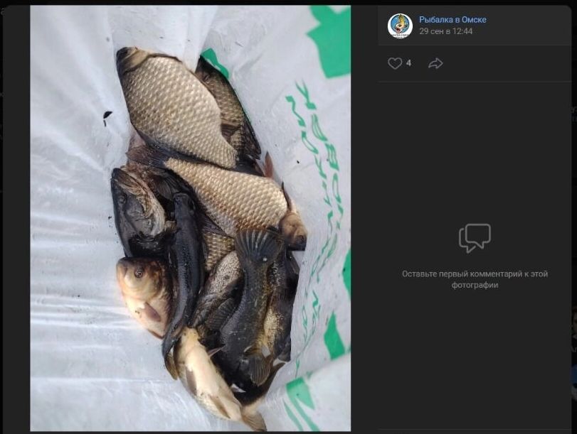 Скриншоты "результатов" рыбной ловли на небольшом водоеме в Ленинском округе Омска