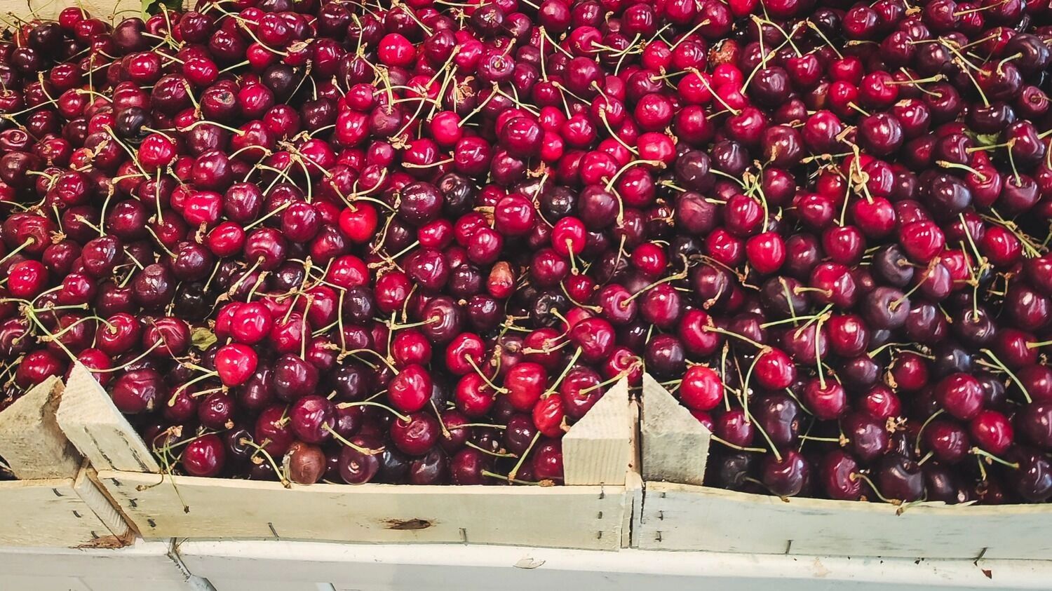 Черешня хуже вишни переносит холода