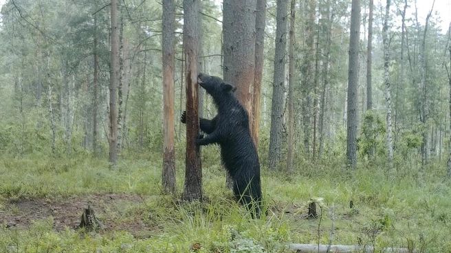 Дирекция заповедников Ленобласти предупредила о повышенной активности медведей