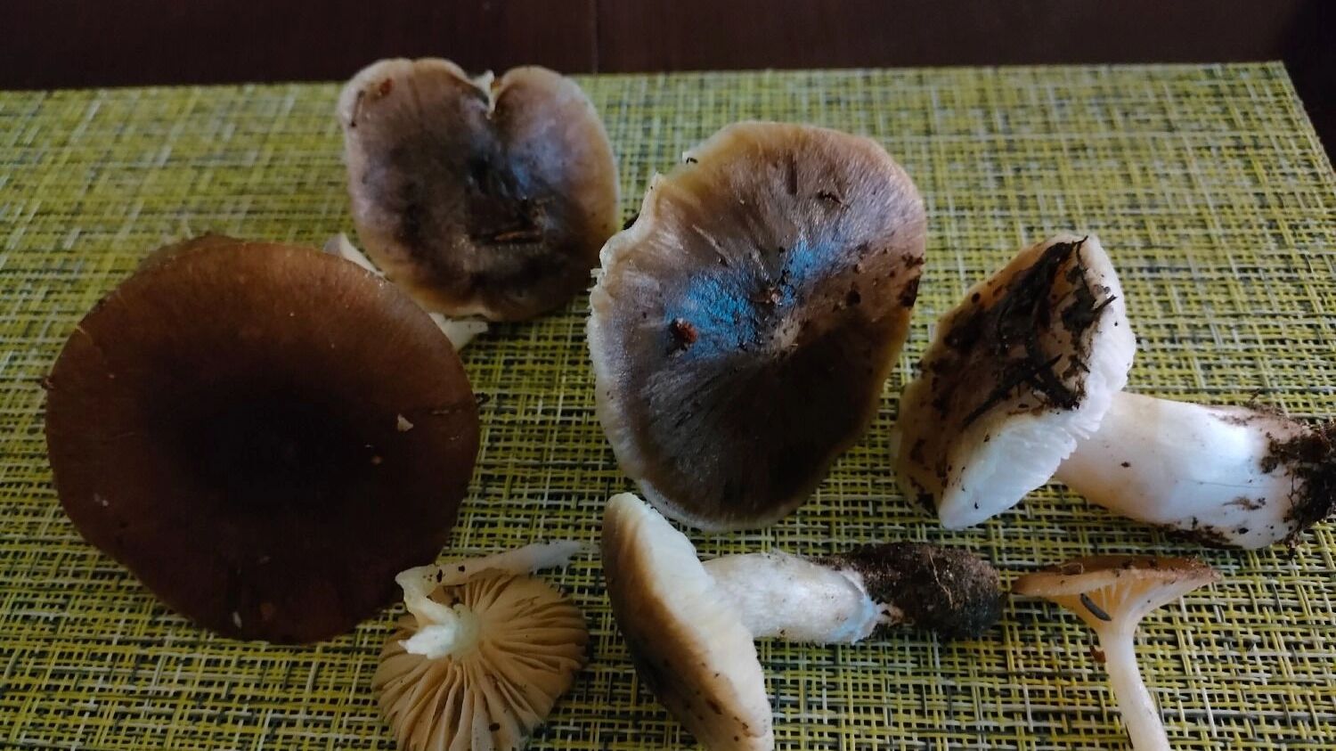 Ноябрьские грибы в Нижегородской области