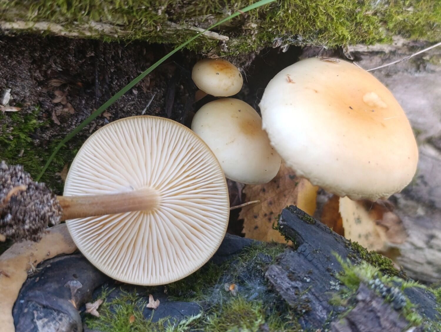 Зимние опята