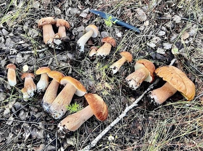 Омичи находят много грибов в лесах Таврического района