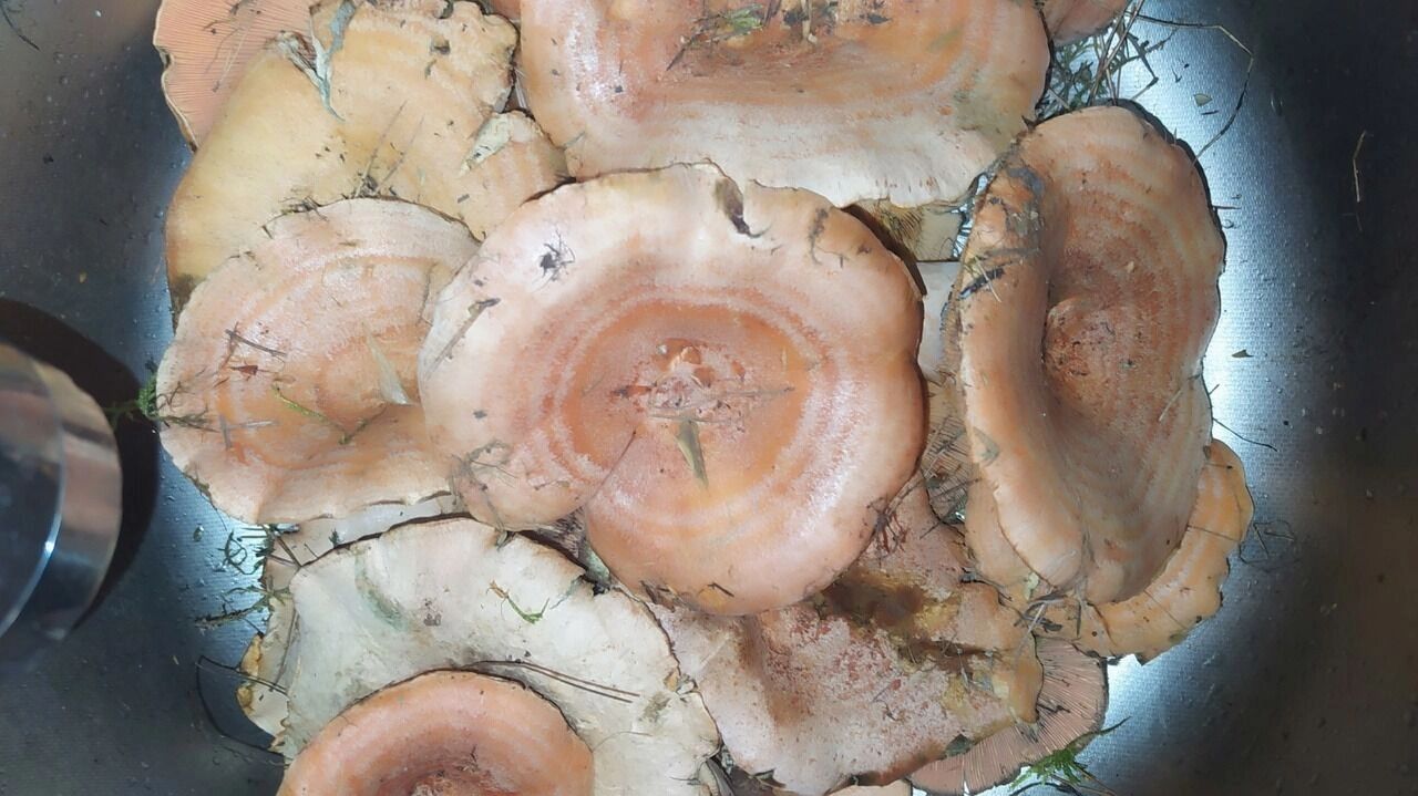 Грибные находки белгородцев