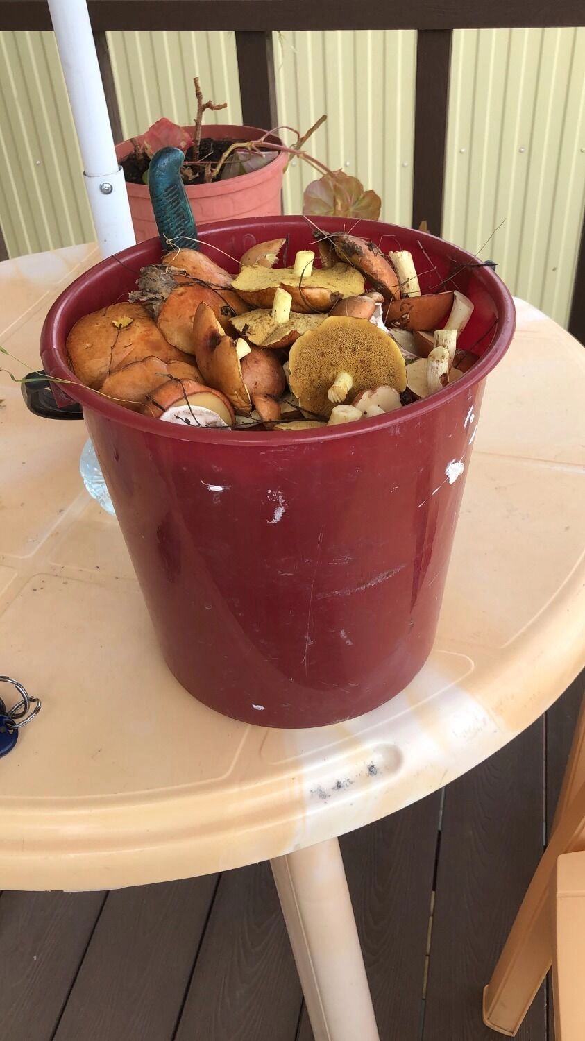 Белгородцы хвастаются грибным «уловом»