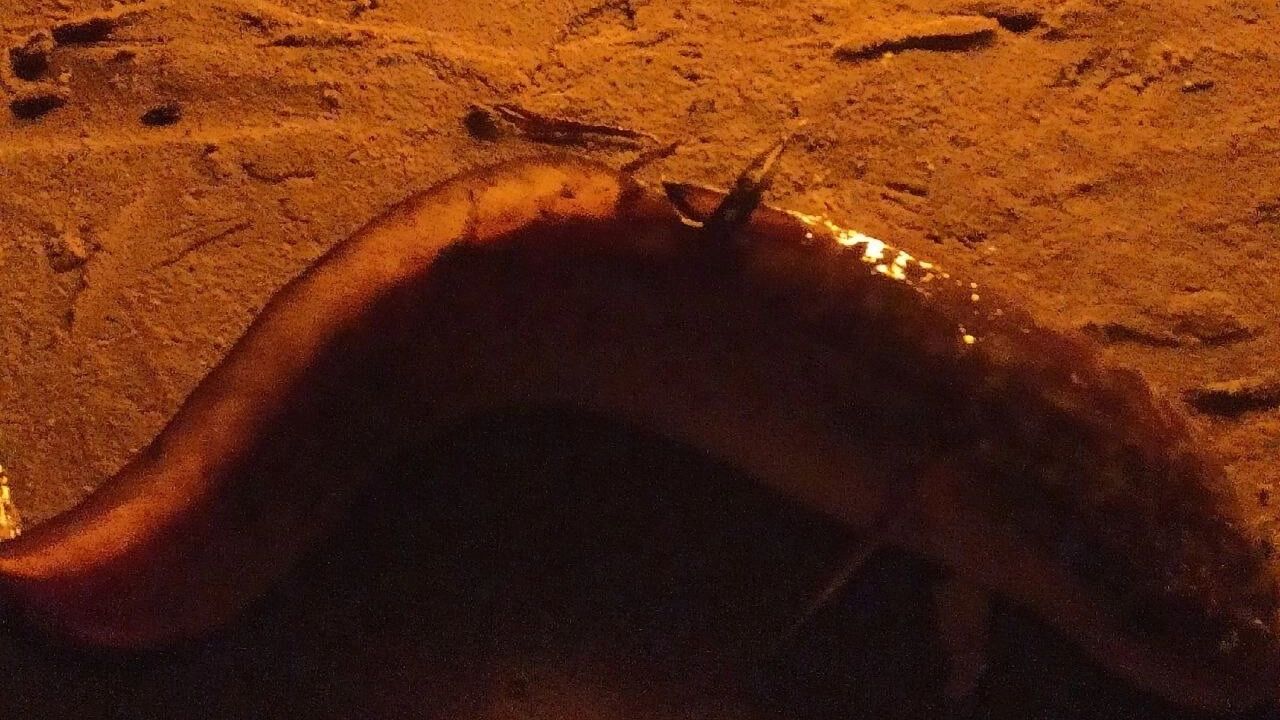 Рыба, выловленная подписчиком в&nbsp;Береговом