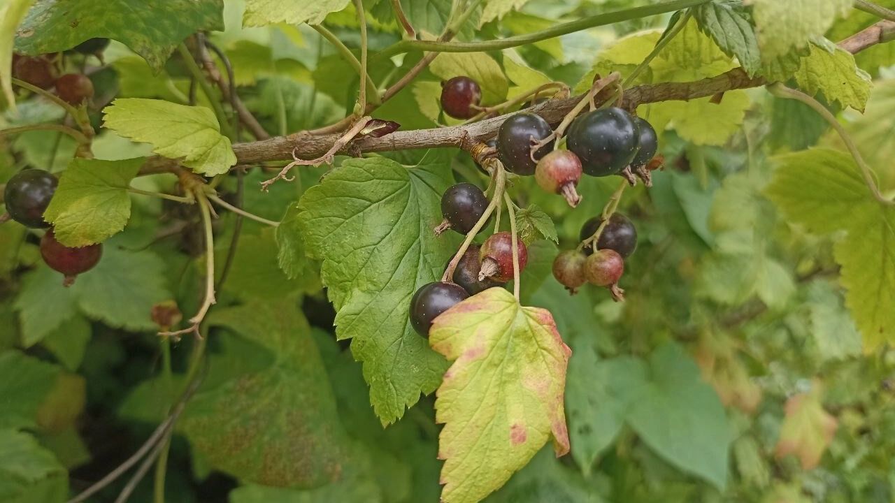 На фото: куст черной смородины