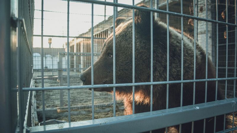 Белый медведь или красная панда? В зоопарке Белгорода появится новое животное