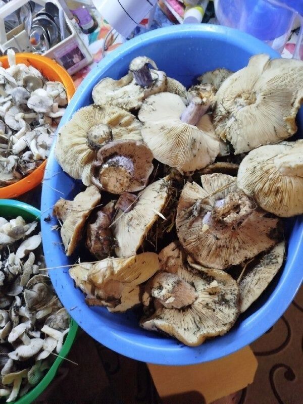 Грибники Оренбуржья продолжают собирать урожай