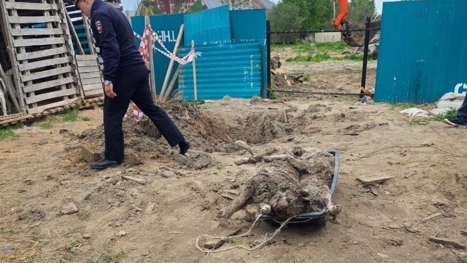 Собак извлекли из неглубокой ямы
