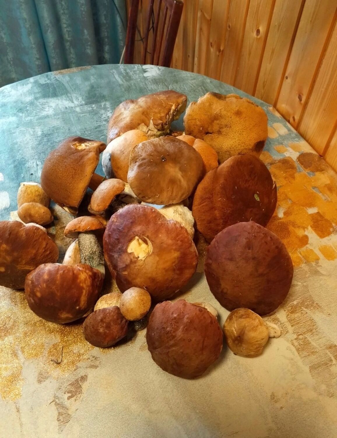 Белые грибы находят в Борском округе