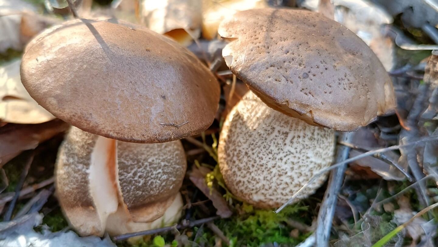 подберезовики