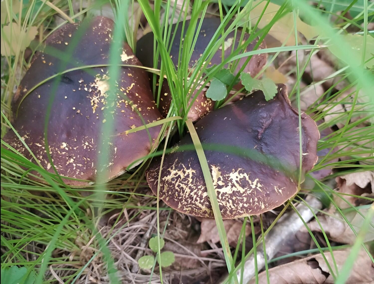 болетус фиолетово-бурый