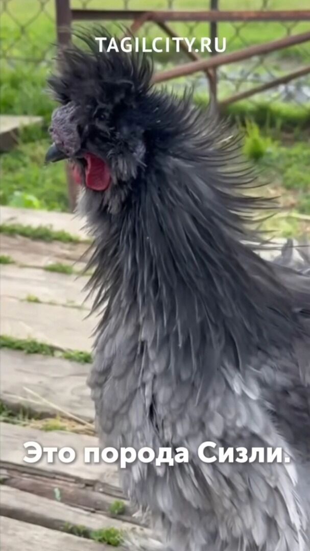 Серый кудрявый петух и&nbsp;еще два коричневых