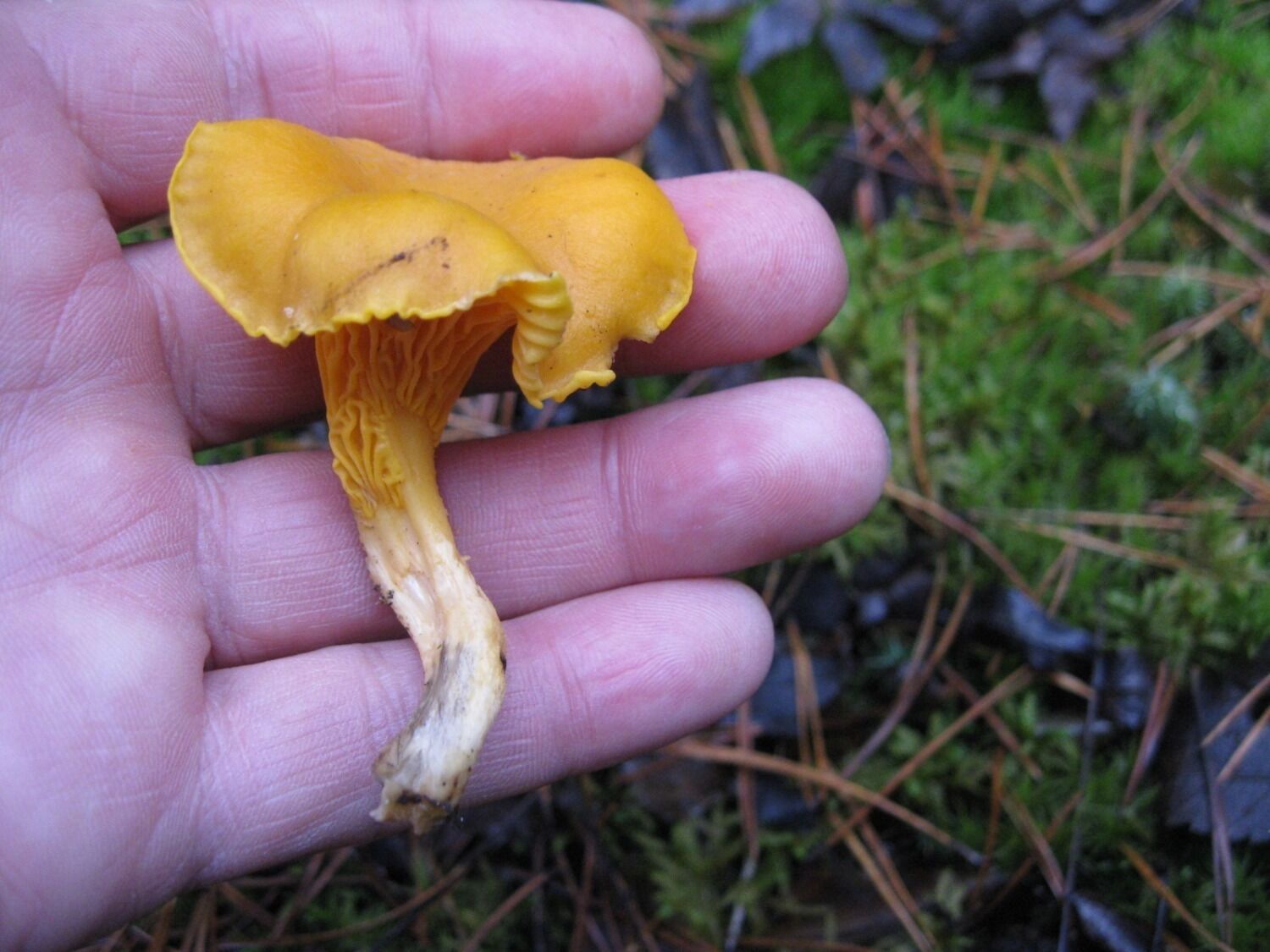 Лисички, собранные в декабре в Нижнем Новгороде