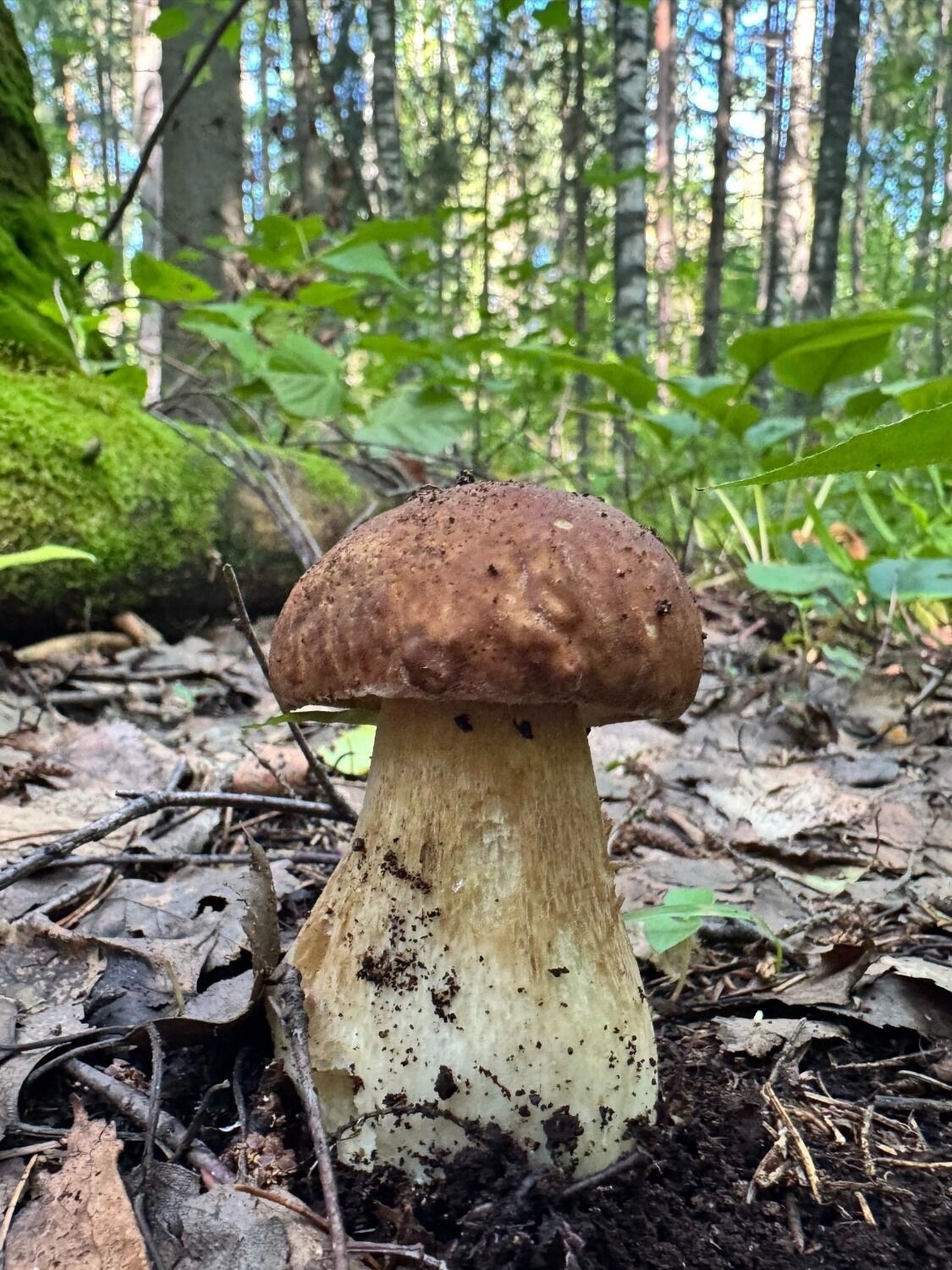 Вот он — красавец-боровик из елового леса под Селычкой