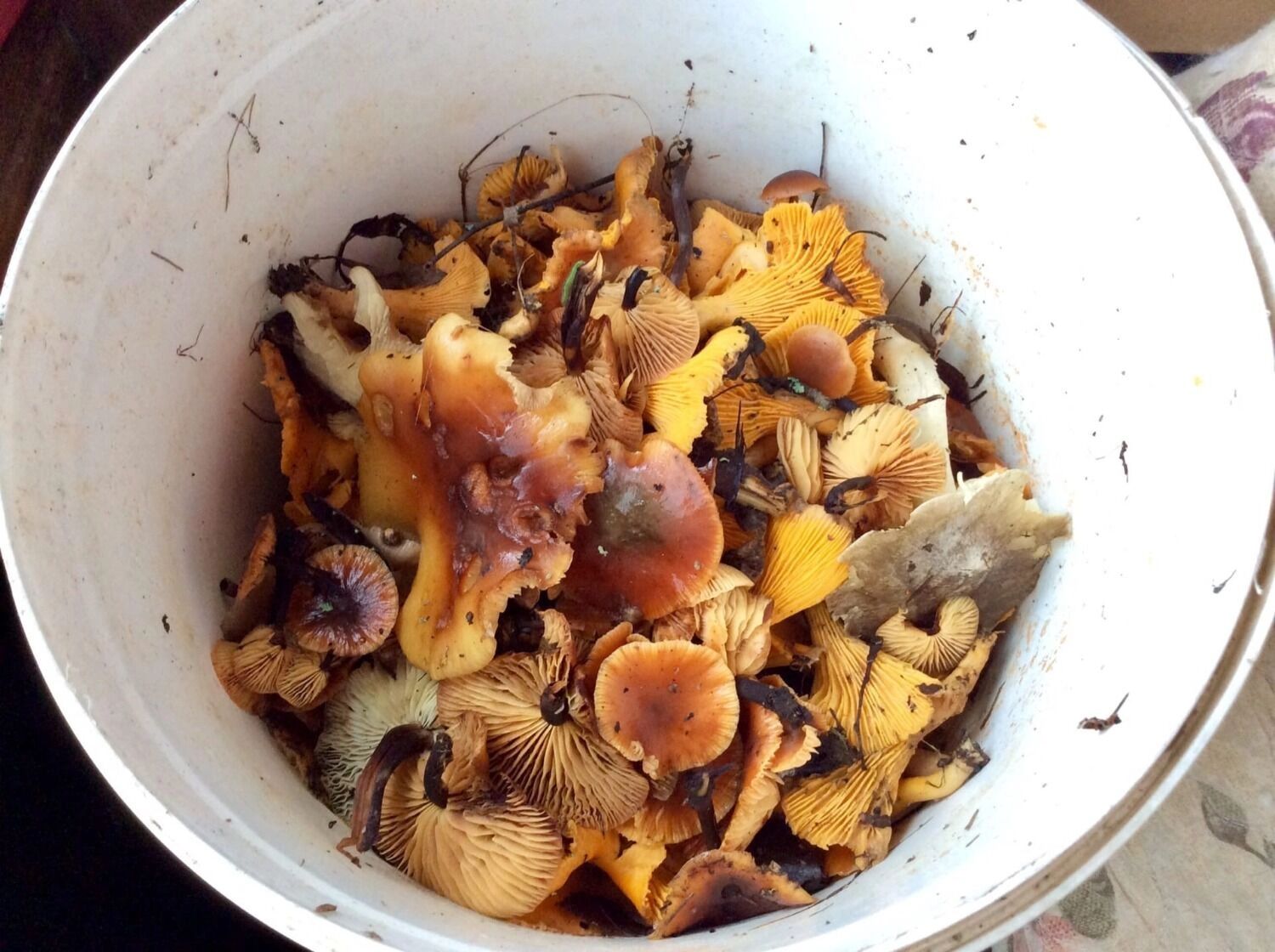 Лисички, собранные в декабре в Городецком округе