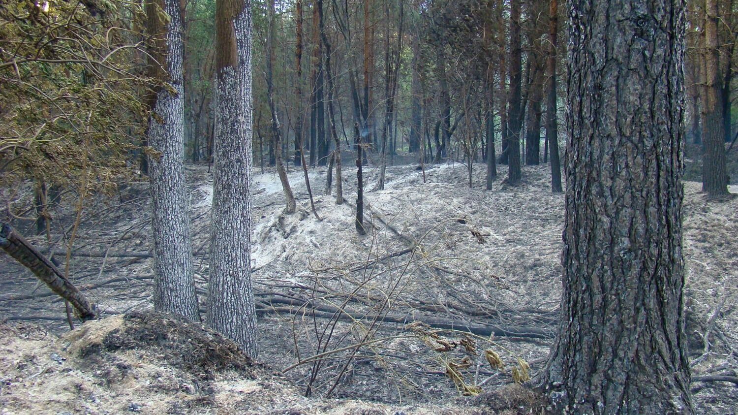 Лесной пожар у деревни Пиголи в 2010 году