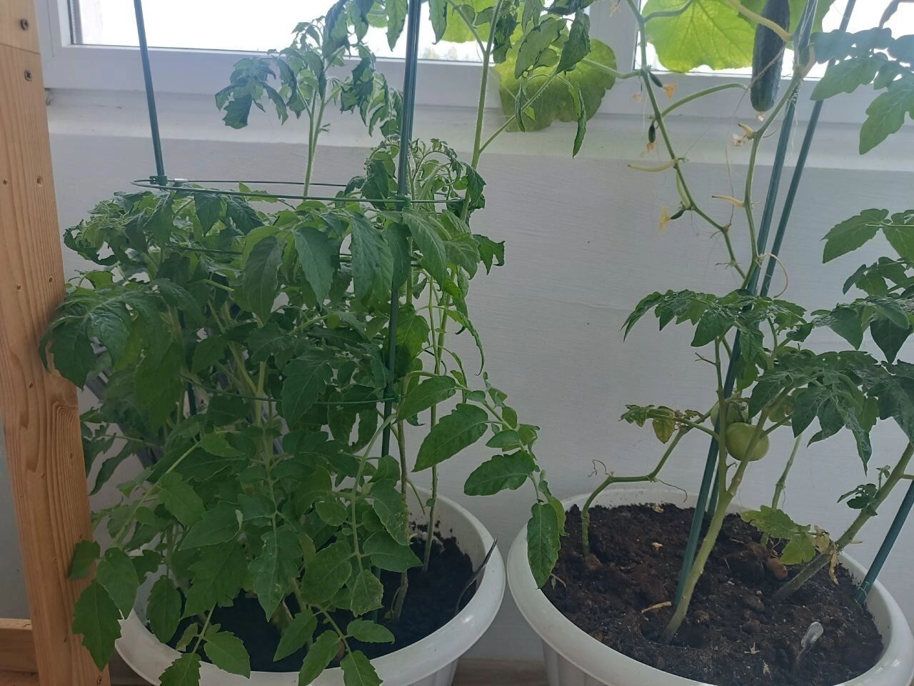 Как выглядит балкон в конце июня 2025 года