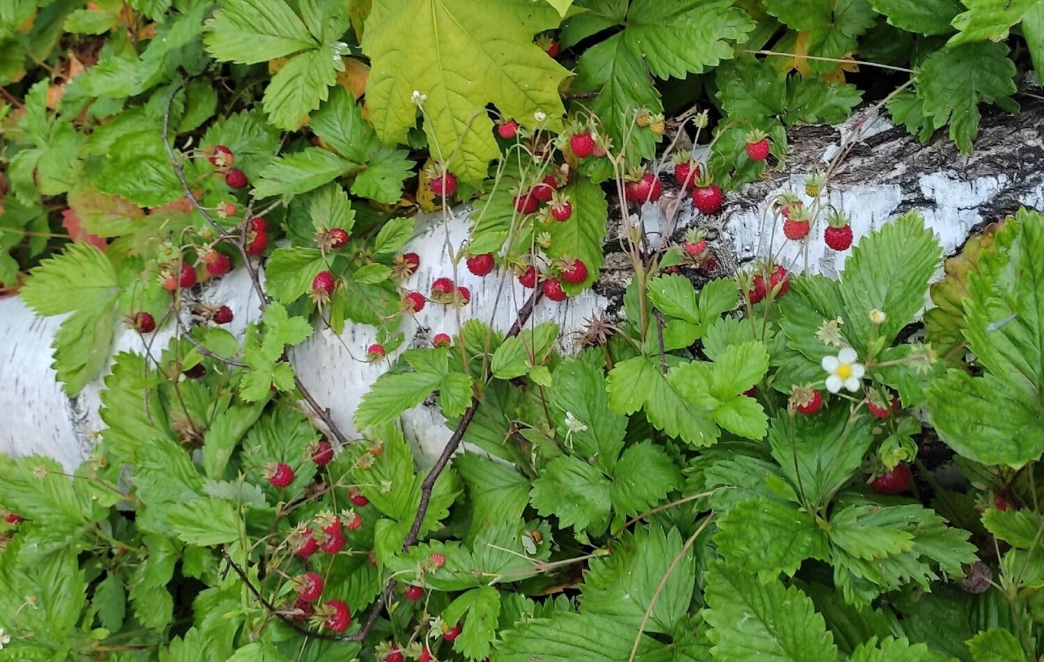 Кусты земляники в лесу