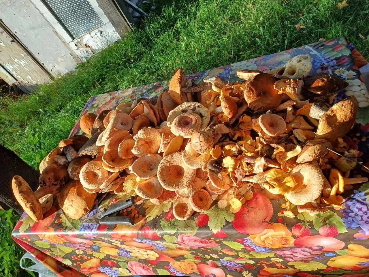 Волнушки, собранные в Нижегородской области в середине сентября 2025 года