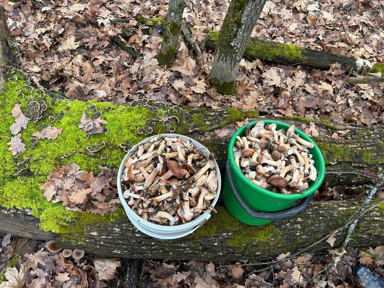 Грибы в Белгородских лесах