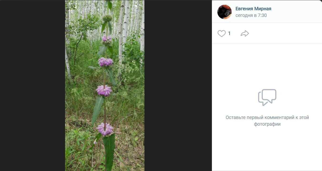 Обитатели лесов в районе Черлакского тракта