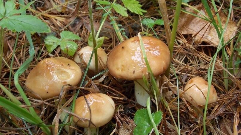 Больше всего маслят растет в селе Кашино под Сысертью, Свердловская область