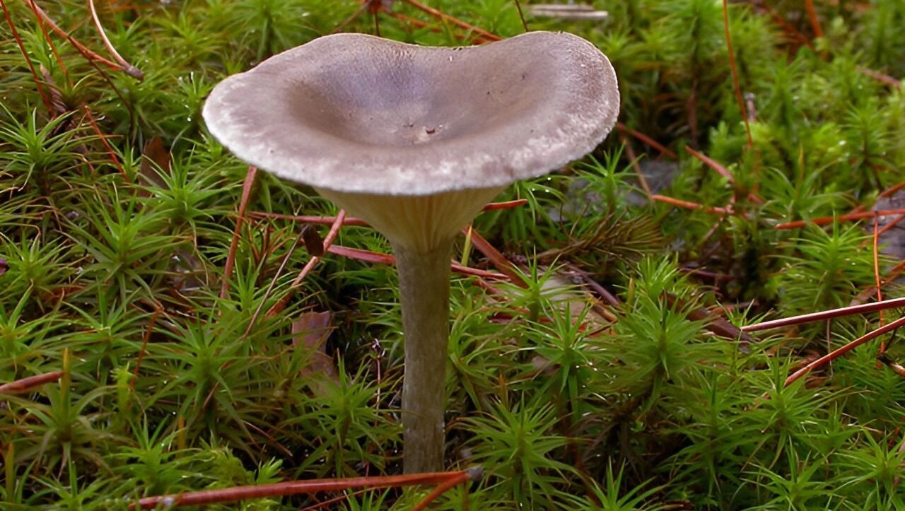 лисичка горбатая