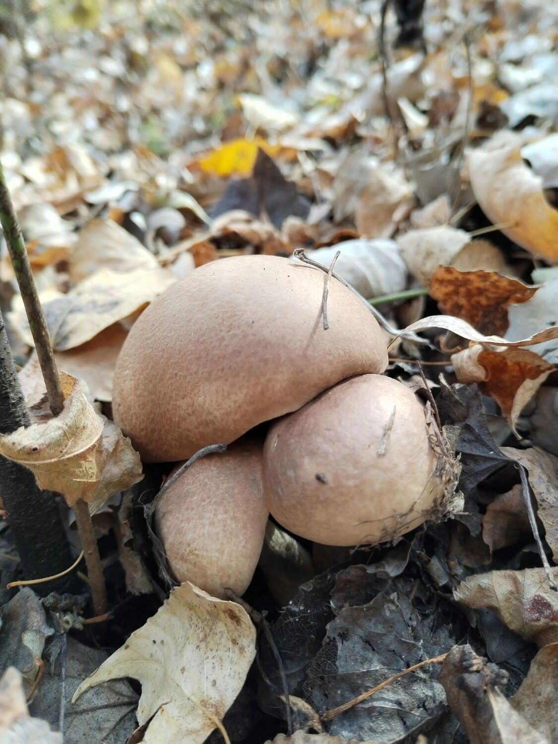 В Оренбуржье встречаются не только грибы, но и дикие животные