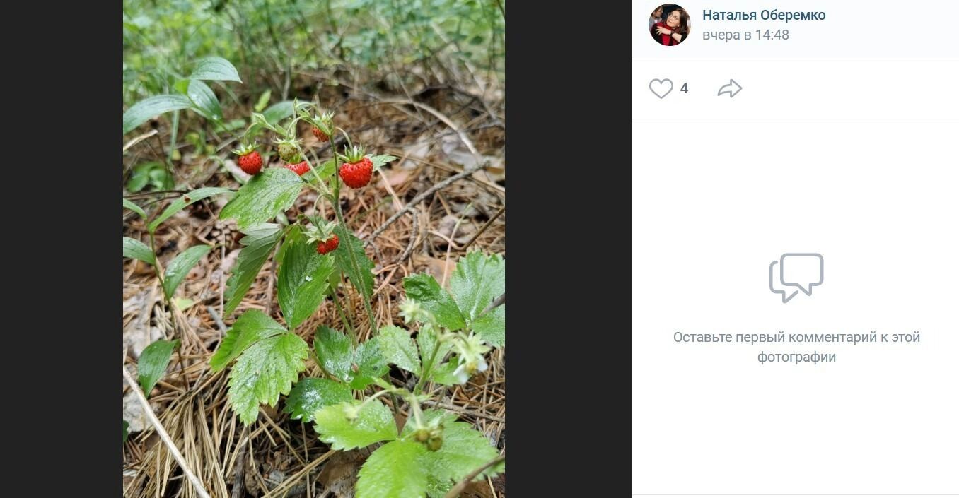 Земляника в поселке Дачный