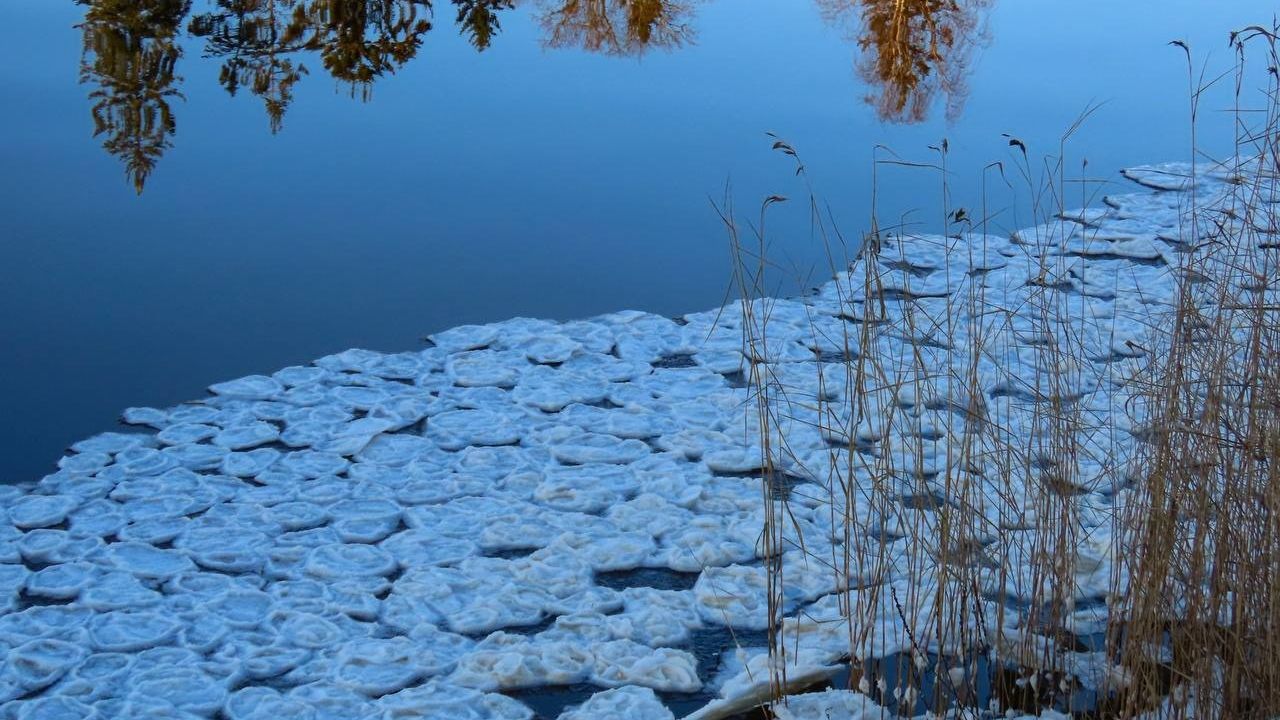 Уникальные ледяные «блинчики» заметили на водоеме под Петербургом (фото)