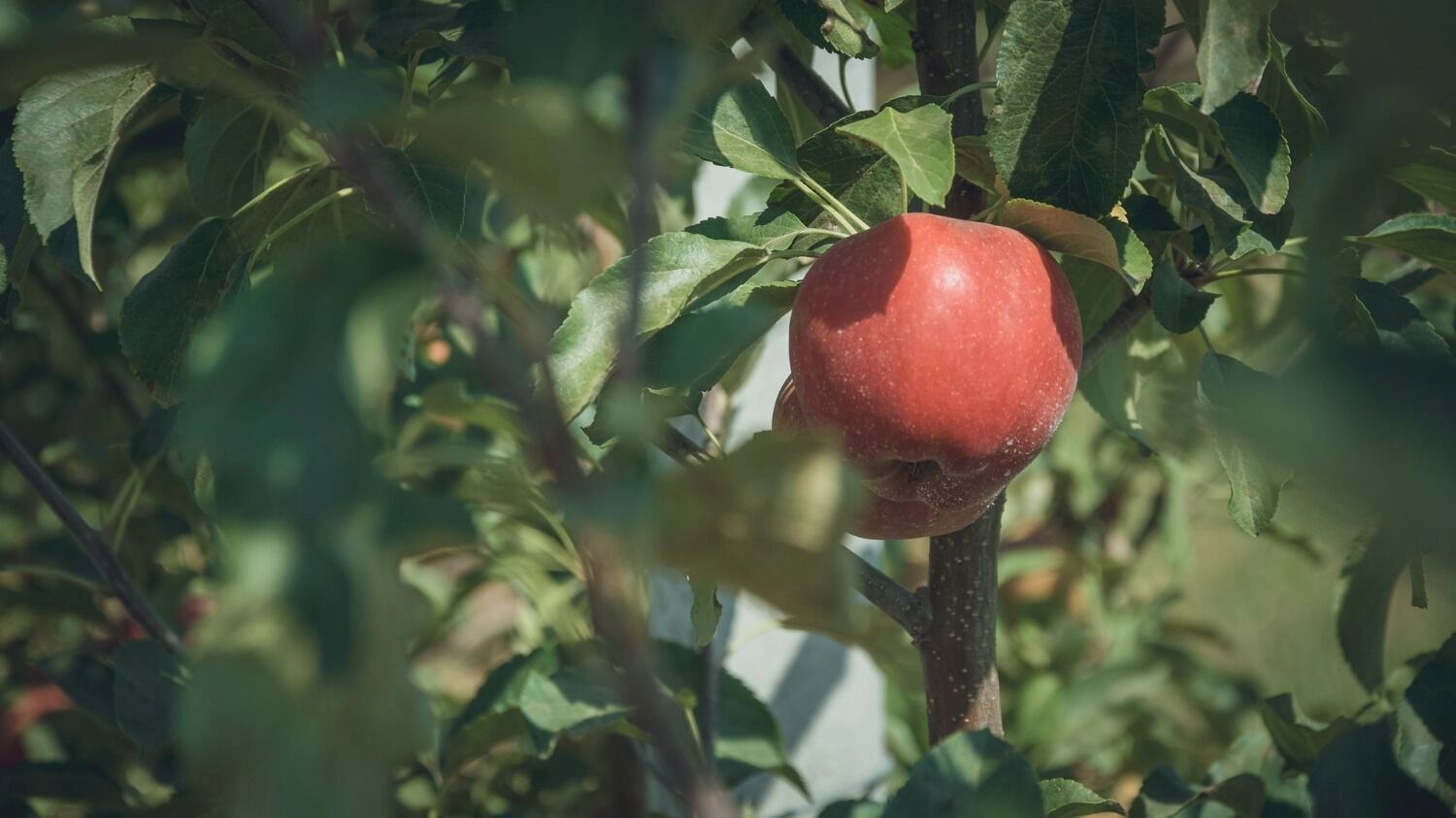 В&nbsp;сентябре стоит приводить в&nbsp;порядок: яблони и&nbsp;груши, смородину, крыжовник, жимолость