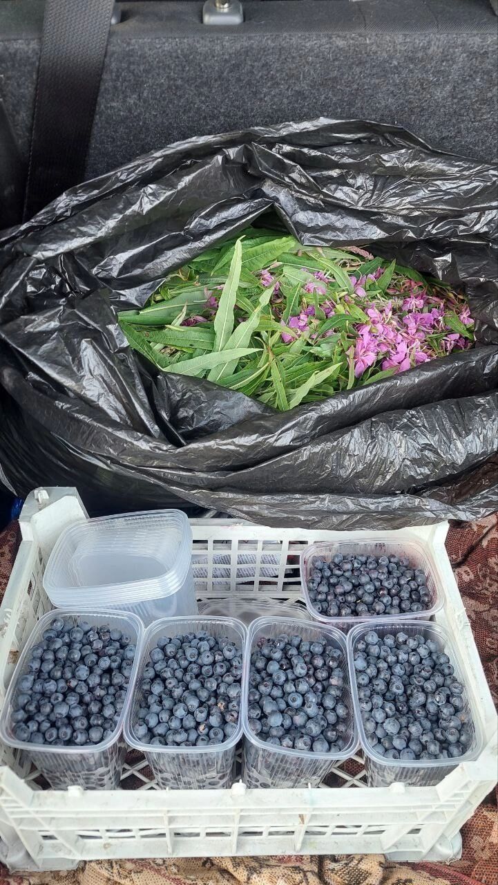 Черника в Арзамасском округе