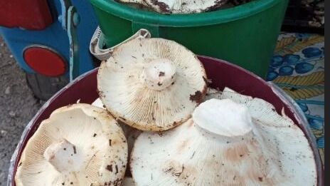 Сыропятка радует!