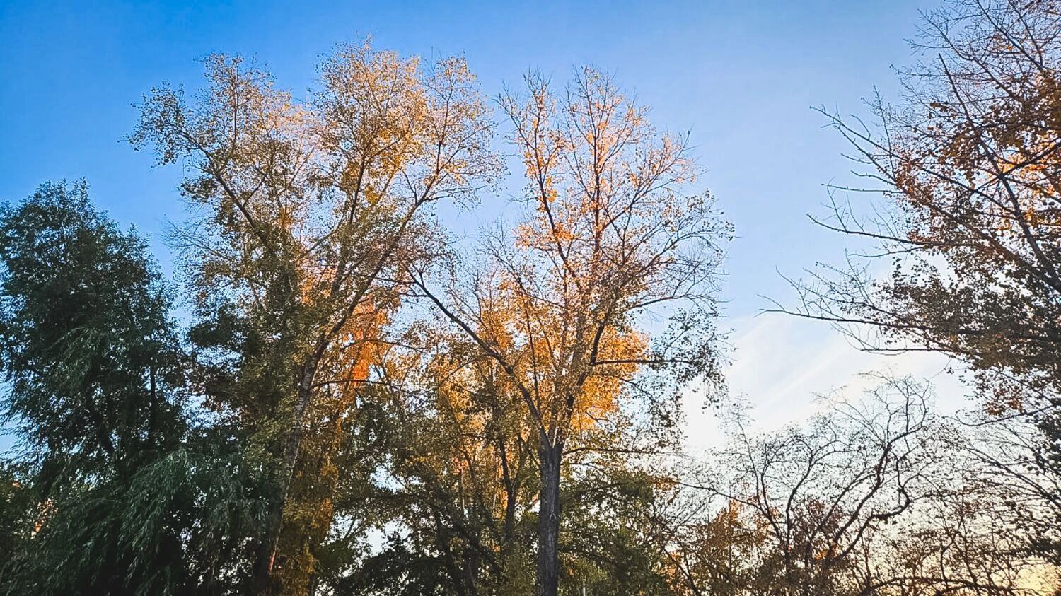 Естественный ход жизни