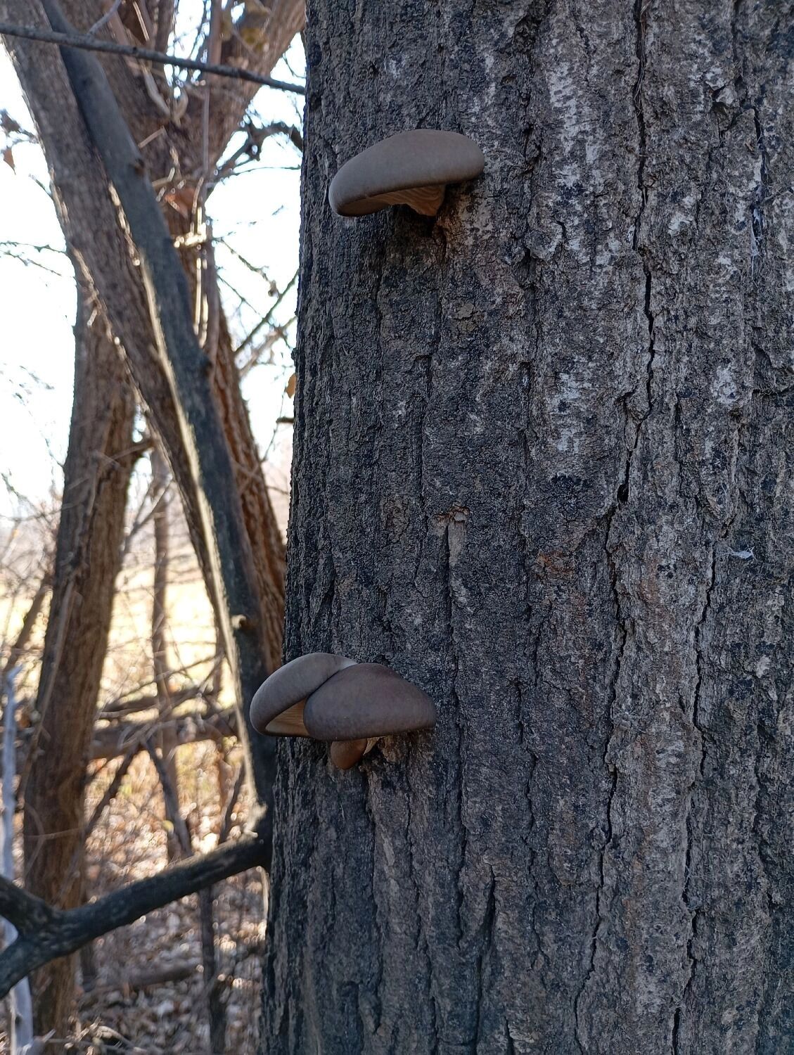 Вешенки в Оренбуржье